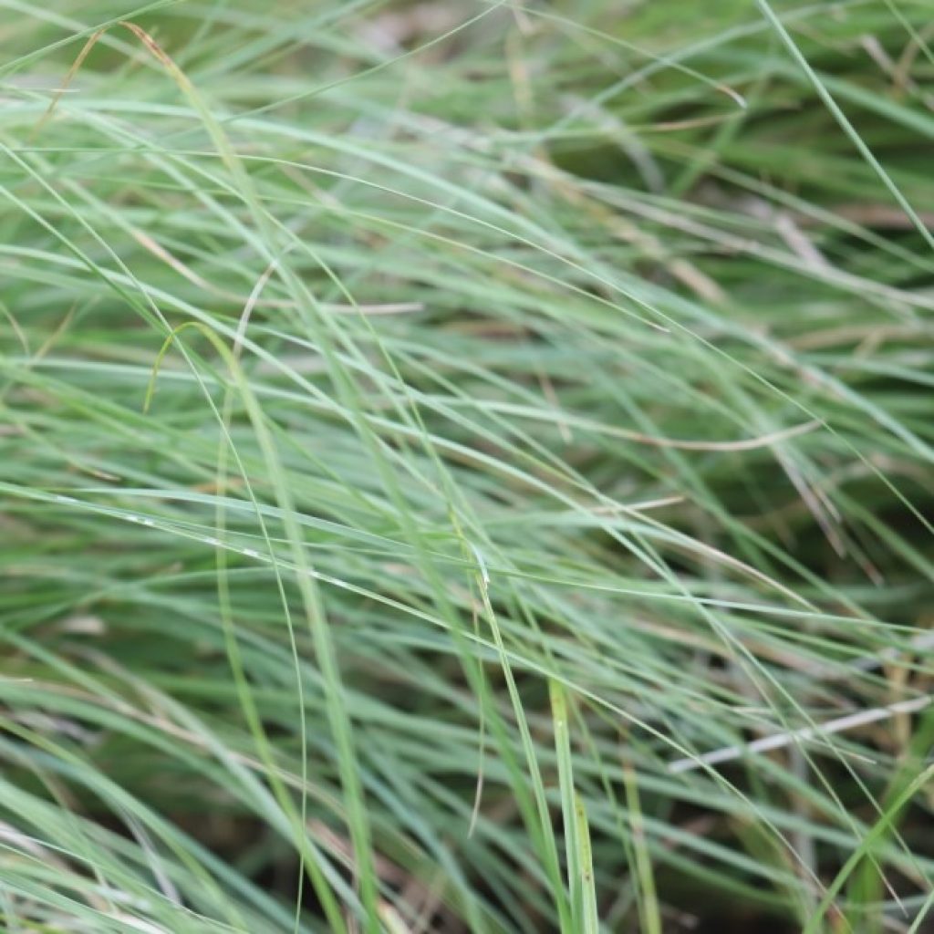 Habiturf and Thunderturf leaves.