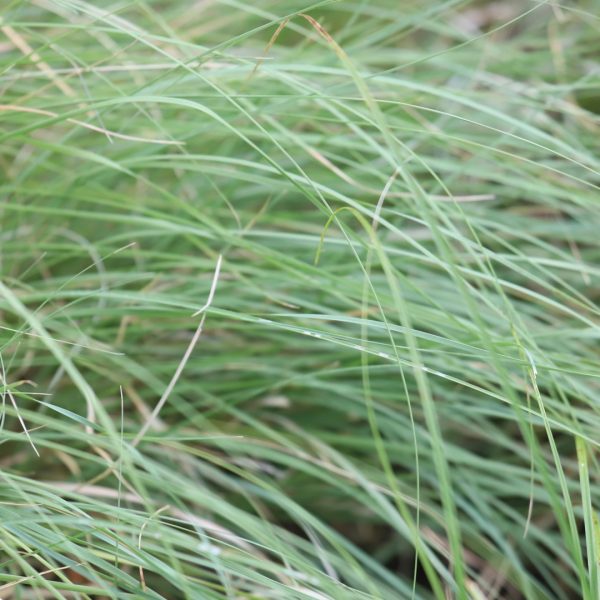 Habiturf leaves.