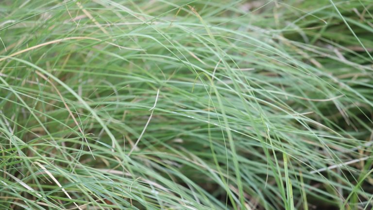 Habiturf leaves.