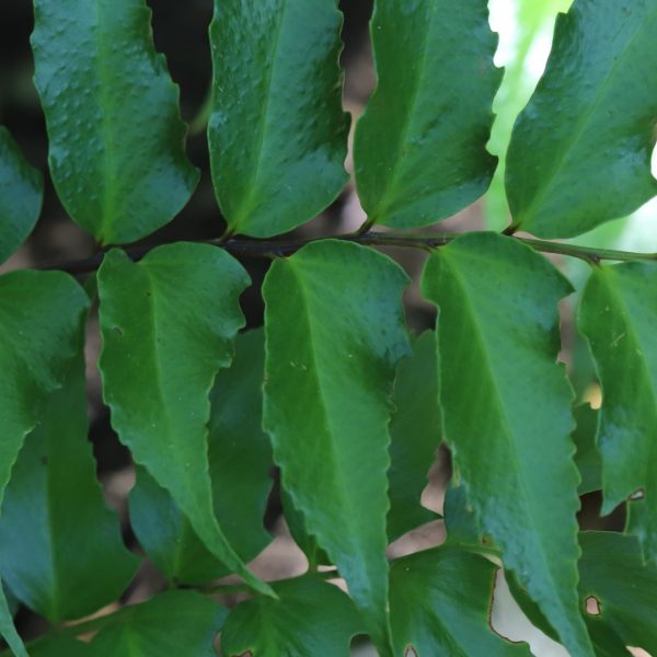 Holly fern leaves.