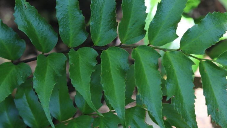 Holly fern leaves.