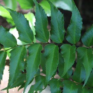 Holly fern leaves.