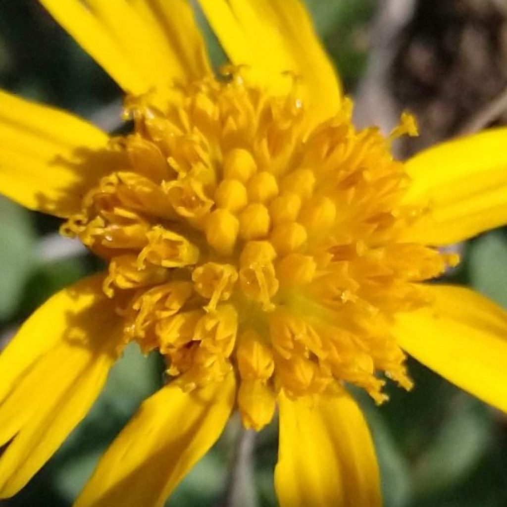 Huisache daisy flower.