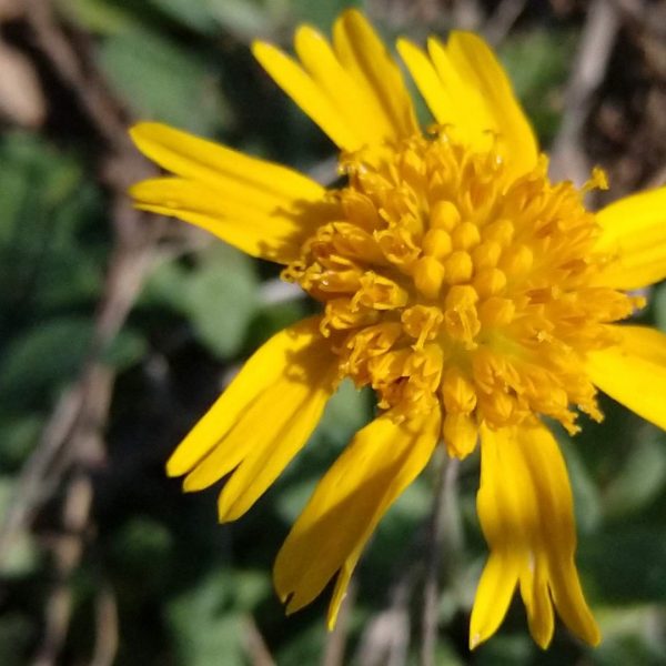 Huisache daisy flowers.