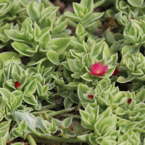 Ice plant leaves.
