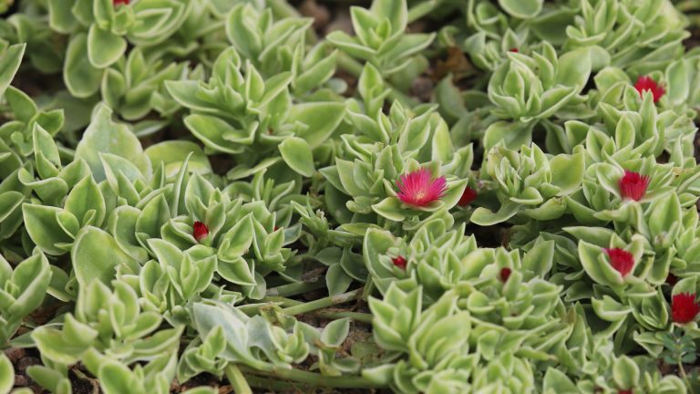 Ice plant leaves.