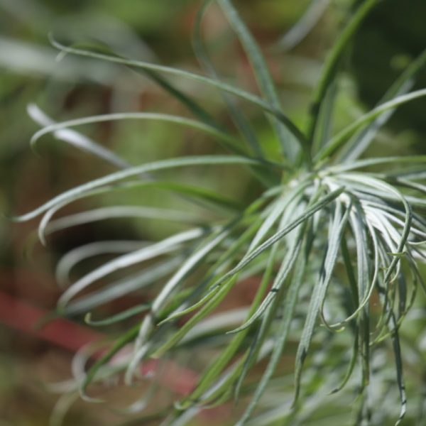 Ironweed leaves.