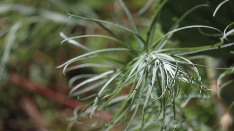 Ironweed leaves.