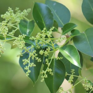 Japanese ligustrum leaves and flowers.