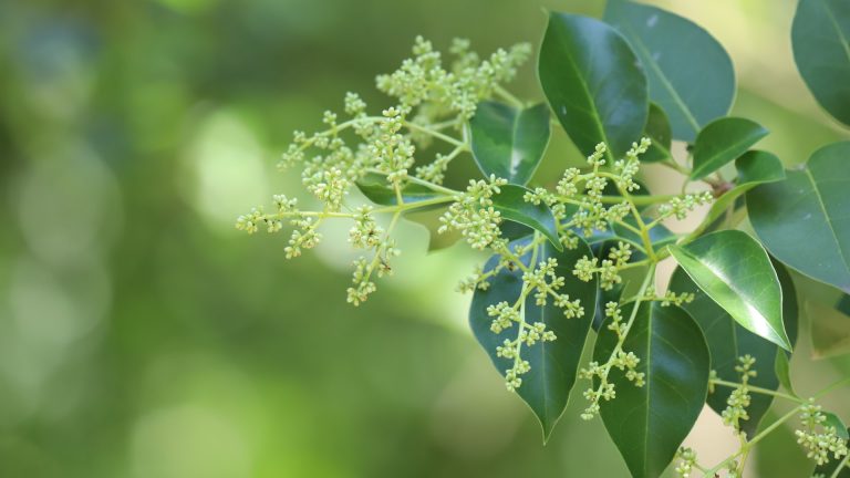 Japanese ligustrum flowers and leaves.
