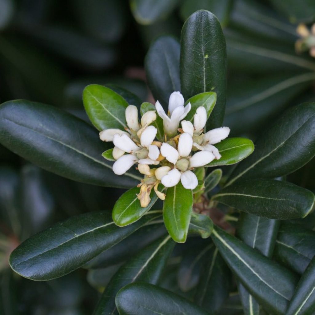 Pittosporum leaves and flowers.