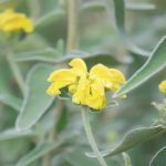 Jerusalem sage leaves and flowers.