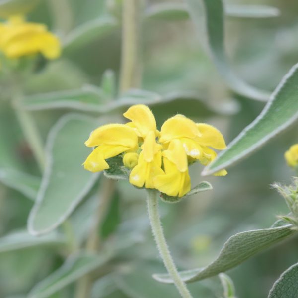 Jerusalem sage leaves and flowers.