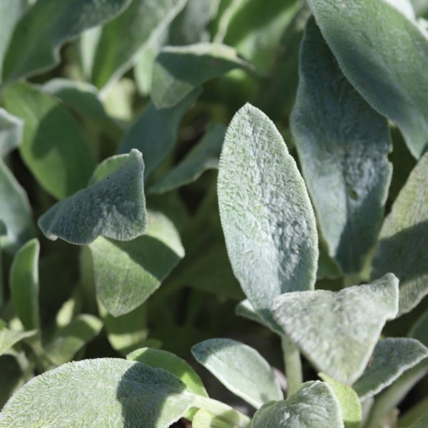 Lamb's ear leaves.