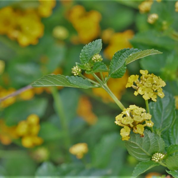 New Gold lantana flowers and leaves.