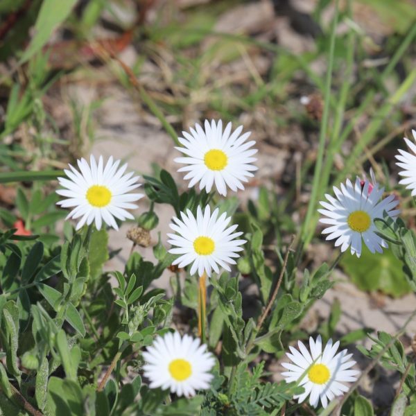 Lazy dazy flowers.