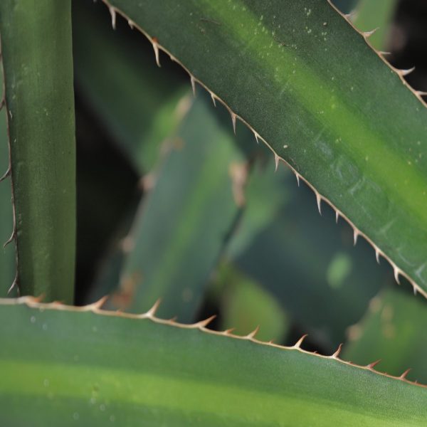 Lechuguilla leaves and spines.