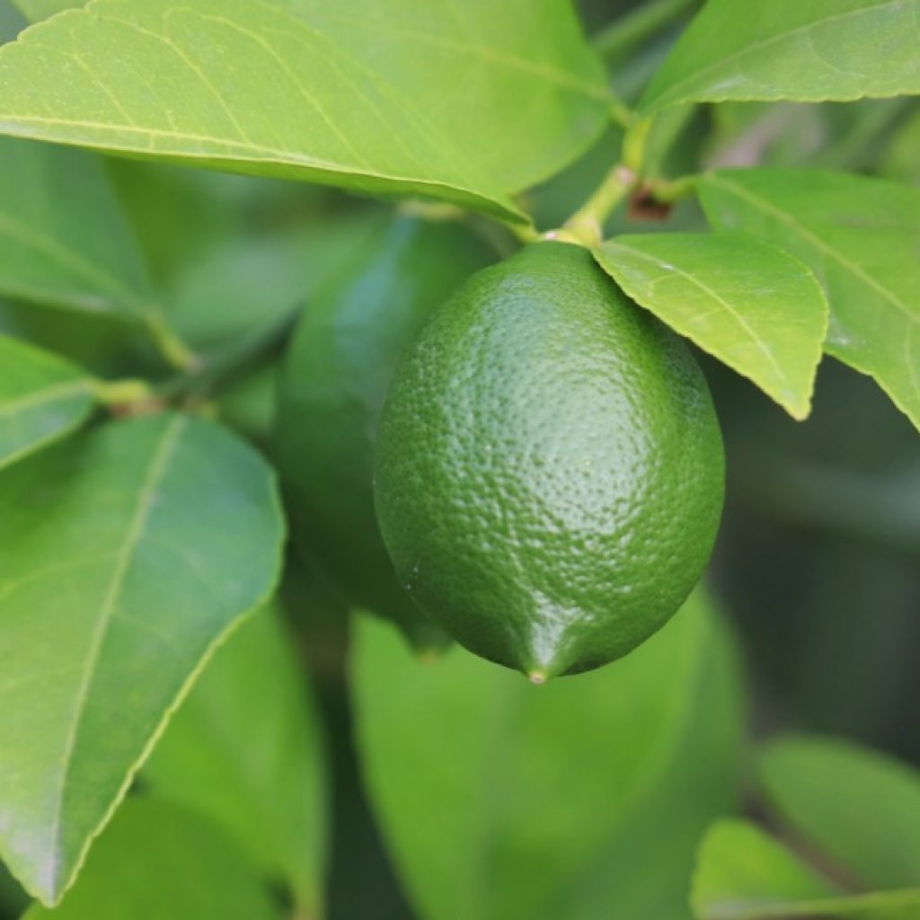 Lemon leaves and fruit.