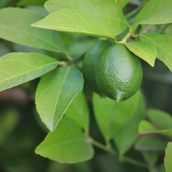 Lemon leaves with early fruit.