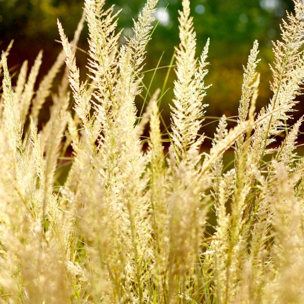 Lindheimer's muhly flowers.