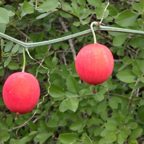 Snake apple fruits.