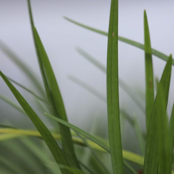 Liriope leaves.