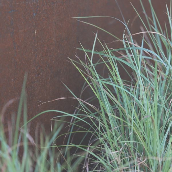 Little bluestem leaves.