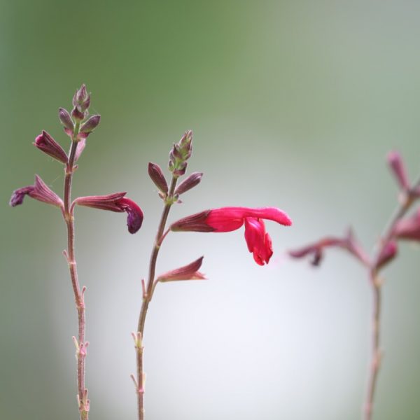 Little-leaf sage flowers.