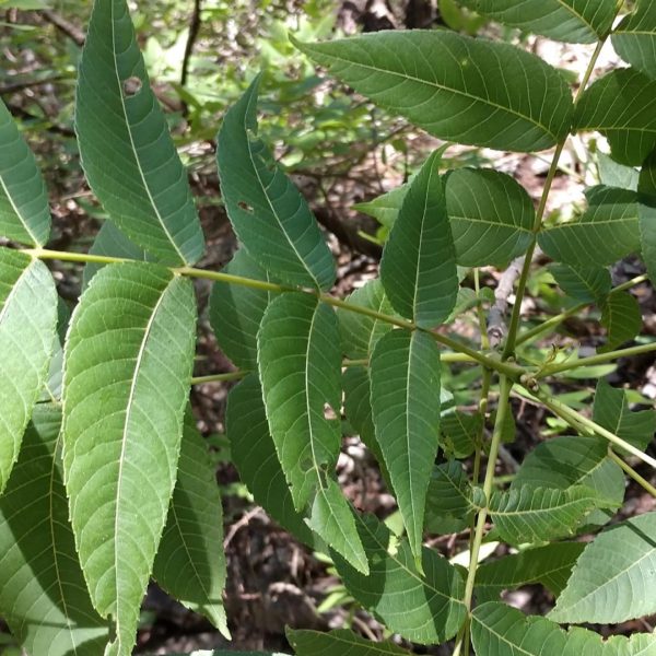 Little walnut leaves.