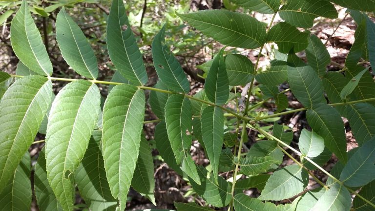 Little walnut leaves.