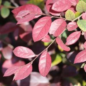 Loropetalum leaves.