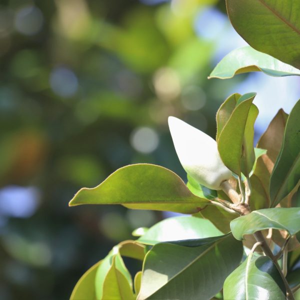 Magnolia leaves and flower.