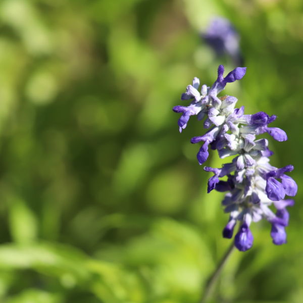 Mealy blue sage flowers.