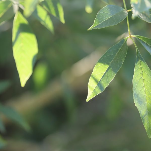 Mexican ash leaves.
