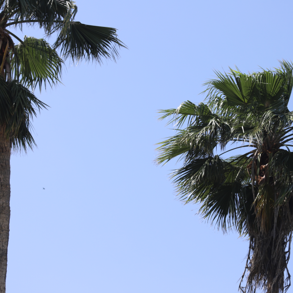 mexican-fan-palm-washingtonia-mexicana-detail-1920x1080-img_7745