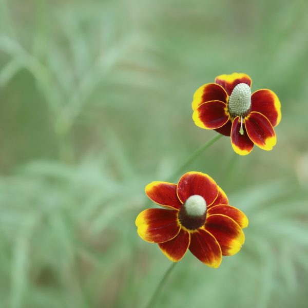 mexican-hat-ratibida-columnifera-detail-1920x1080-img_9177