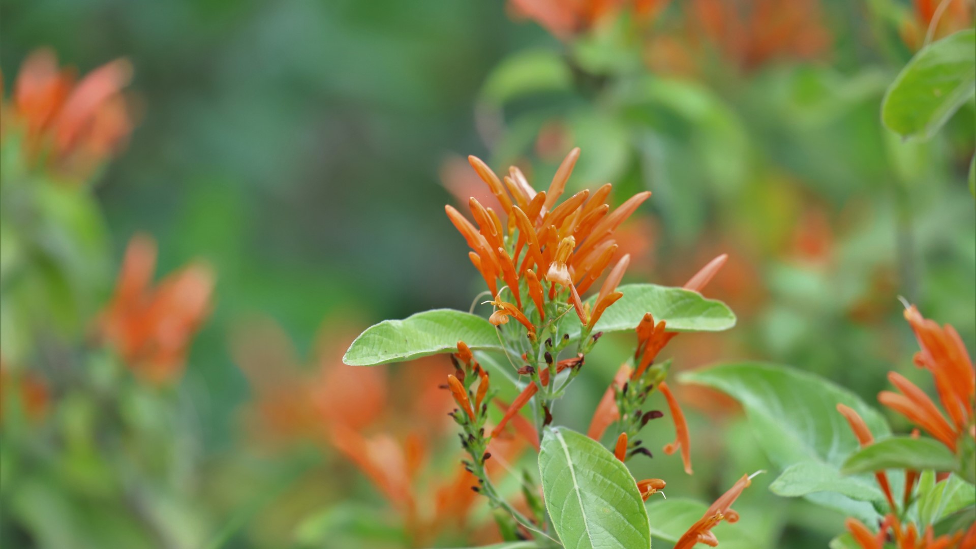 Mexican honeysuckle flowers.