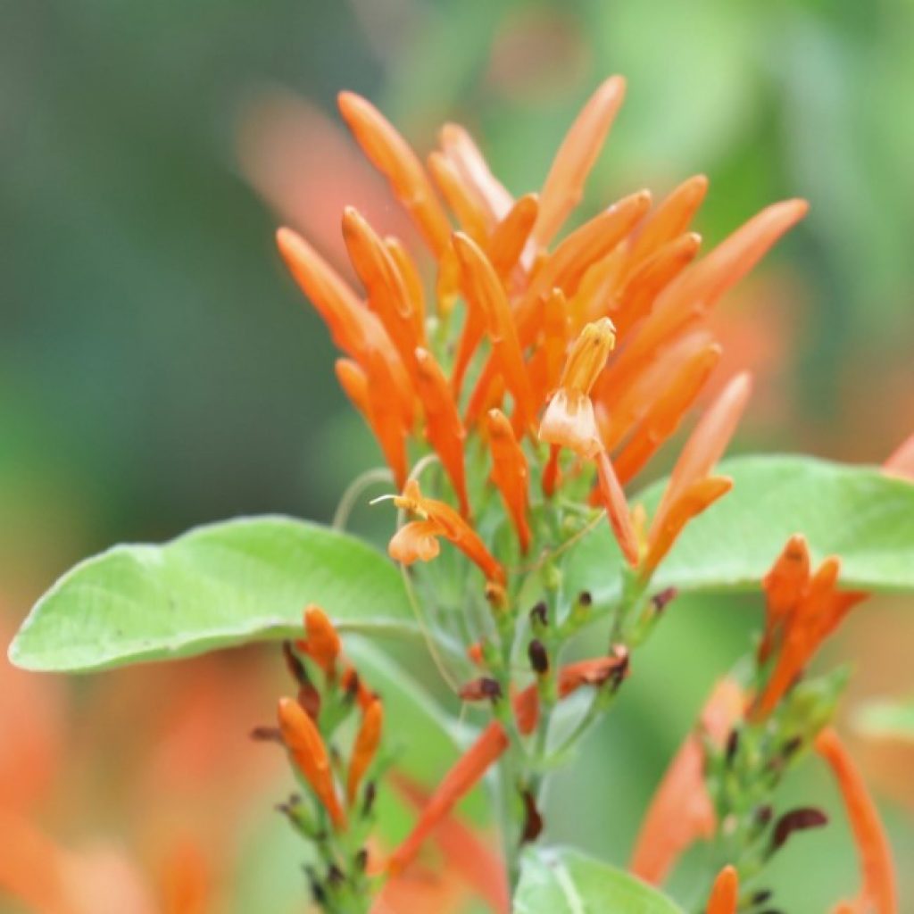 Mexican honeysuckle flowers.