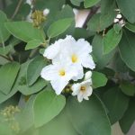 Mexican olive flowers.