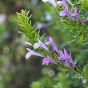 Mexican oregano leaves and flowers.