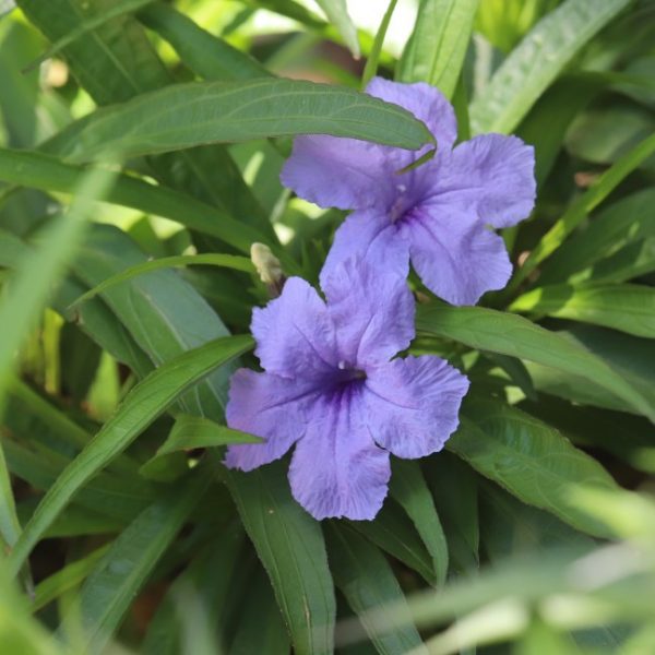 Mexican petunia flowers and leaves.