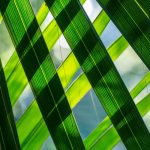 Mexican sabal palm leaves.