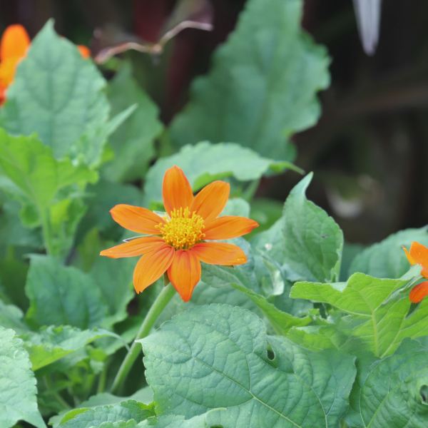 Mexican sunflower leaves and flowers.