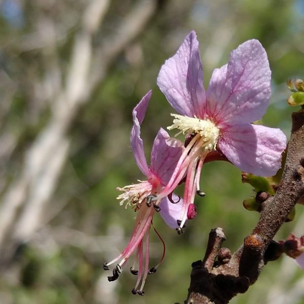 Mexican buckeye flower.