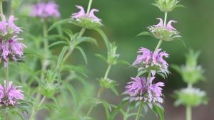 Monarda lemon balm flowers and leaves.
