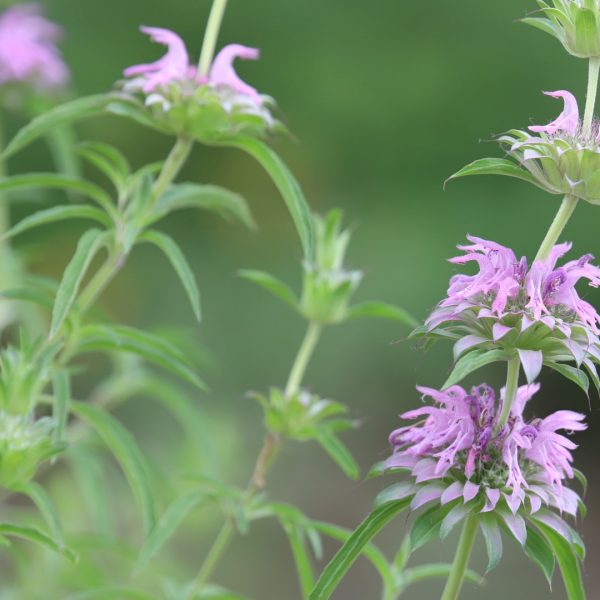 Monarda lemon balm flowers and leaves.