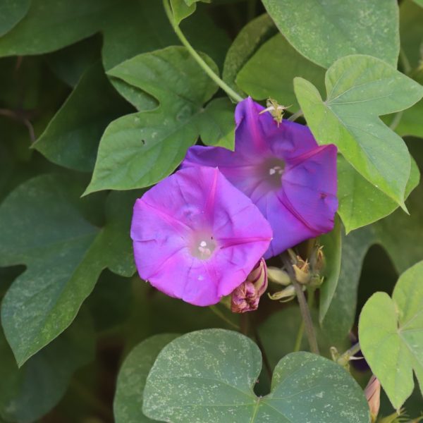 Morning glory flowers and leaves.