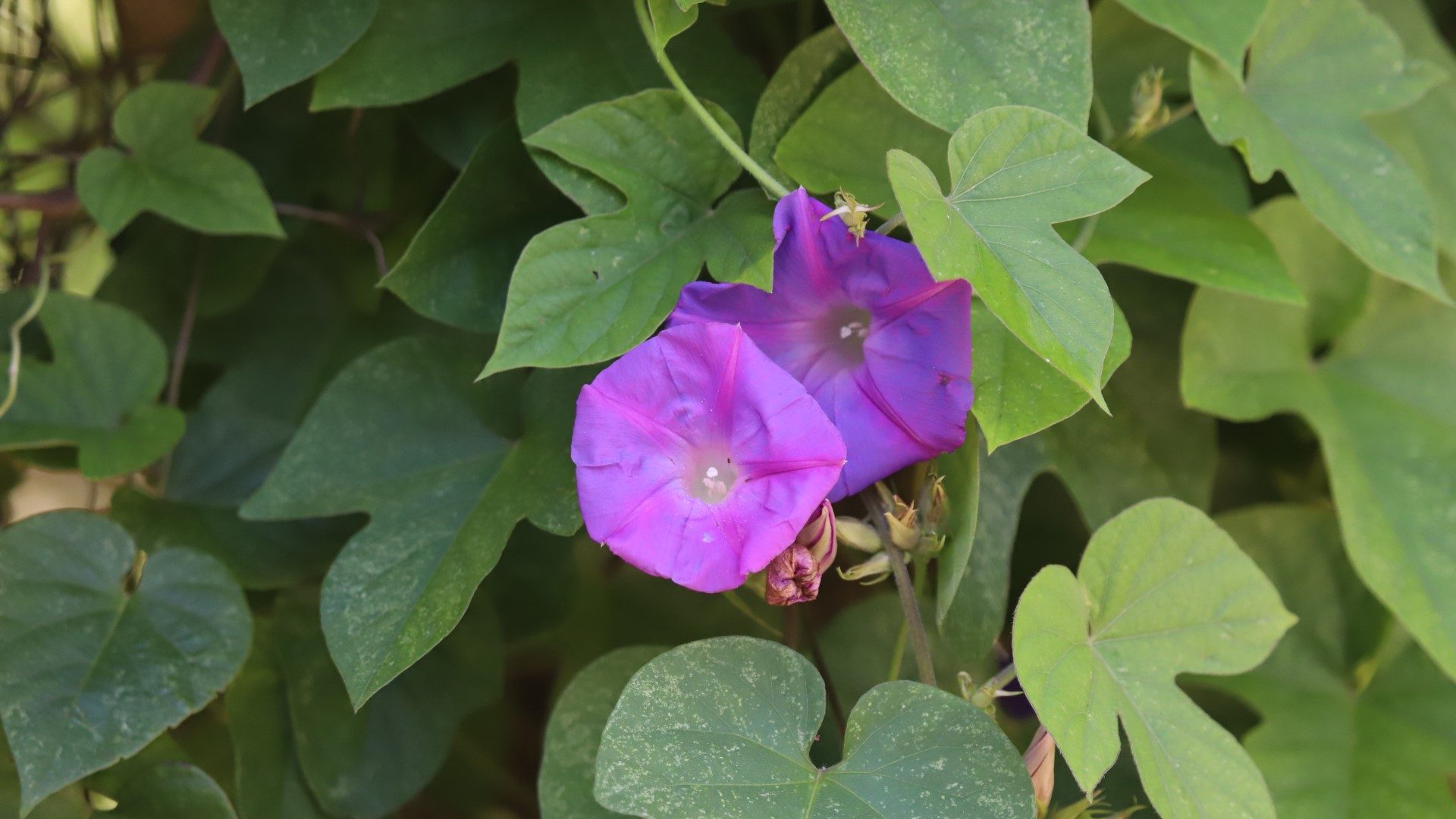 Morning glory flowers and leaves.