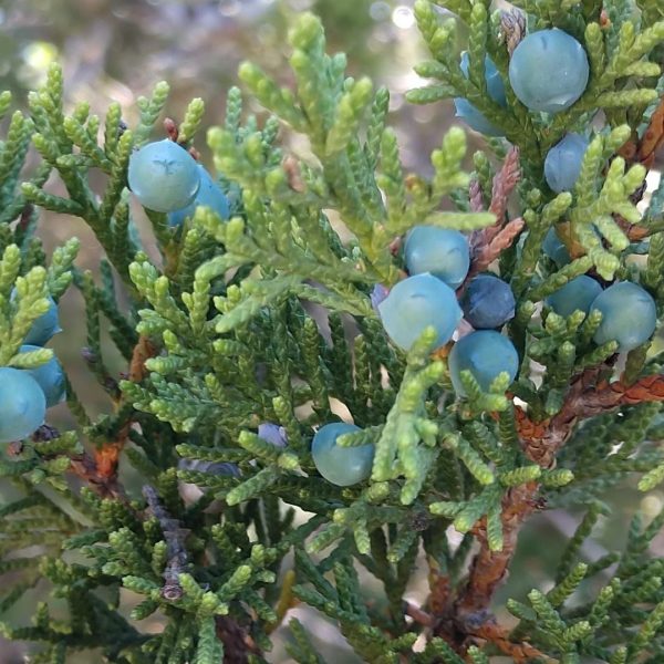 Mountain cedar leaves and fruit.