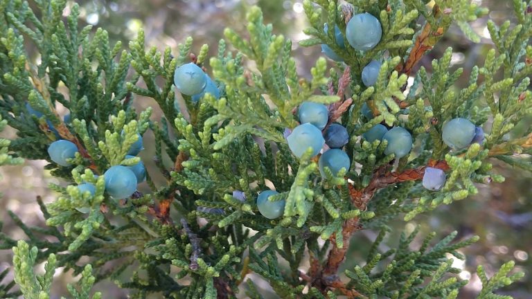 Mountain cedar leaves and fruit.